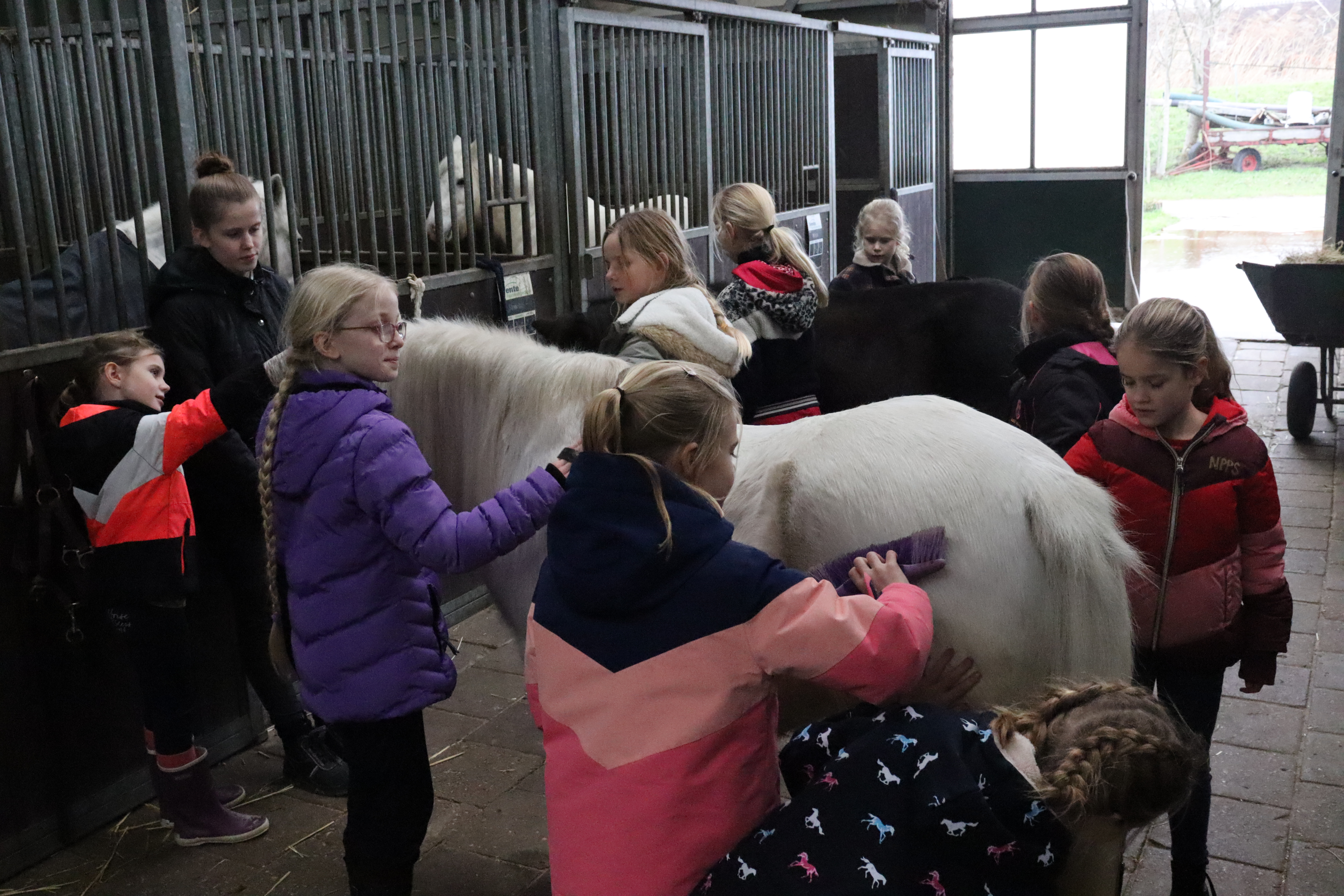 Pony ontdek middag